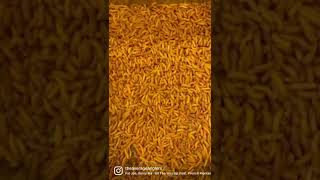 Natural carp bait MAGGOTS
