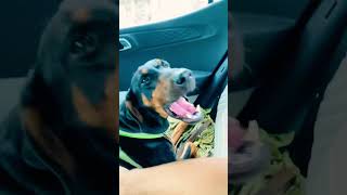 Female Doberman travels?  shorts