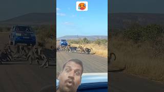 Leopard has all-out Brawl🥶😱With 50 Baboons🦍 #baboon  #youtubeshorts #leopard #Tiger #panthers