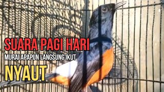 Suara murai batu gacor AMPUH buat pancingan murai batu agar emosi LANGSUNG NYAUT
