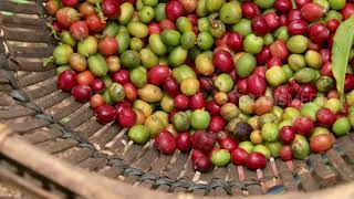 Download lagu INDONESIAKU | LANGGAR JAYA TAK PUTUS HARAP UNTUK BERJAYA (29/01/18) 1-3