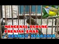 MENGENAL BURUNG PRENJAK EMAS DAN SUARANYA