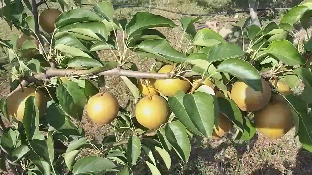 Азійські груші