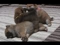 最強に眠いニヘイくん ☆柴犬☆アズ&コタ、新ファミリーの日常