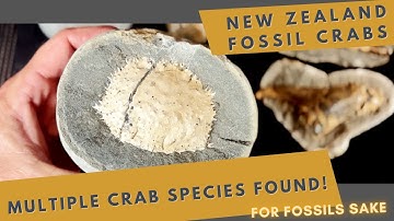 Fossil Hunting in New Zealand’s South Island | Discovering Ancient Crab Fossils!