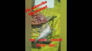 How to cut Bhetki & pomfret fishBengali Village style fish cutting skillsytshrtsvideovirl video