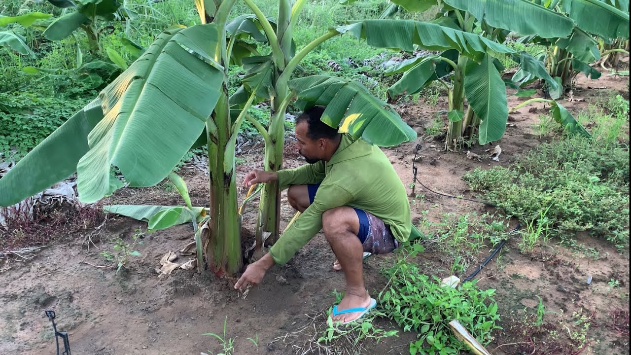 ESSE PRODUTOR ENSINOU A MELHOR FORMA DE PLANTAR BANANA MAÇÃ PRINCESA