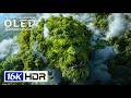 New Feature of HDR Showcase OLED Demo | Dolby Vision | 16K Video (4K/8K TV)