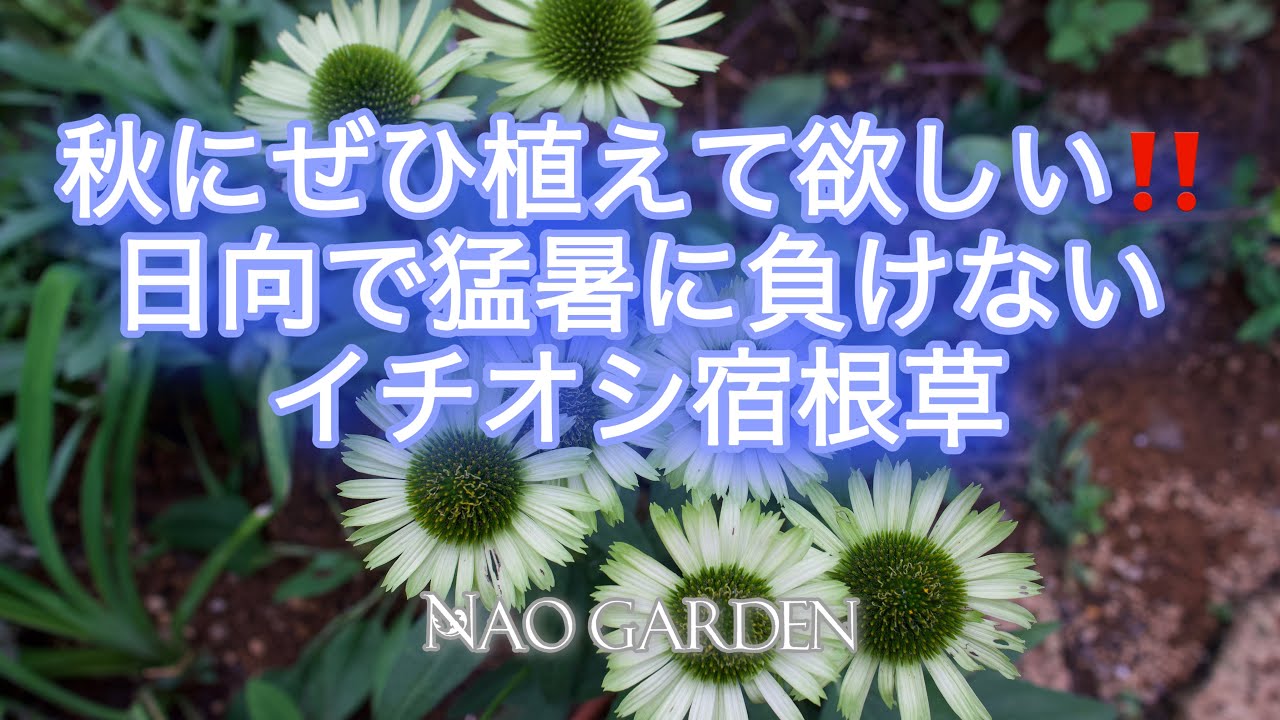 ガーデニングvlog 秋に植えて欲しい 初夏 夏本番に咲く日向に強いオシャレ メンテナンスフリーイチオシ宿根草10選 Summer Hardy Perennial Youtube
