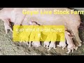 How to start pig farm in India with small budget | pig farm in Bilari moradabad uttar pradesh
