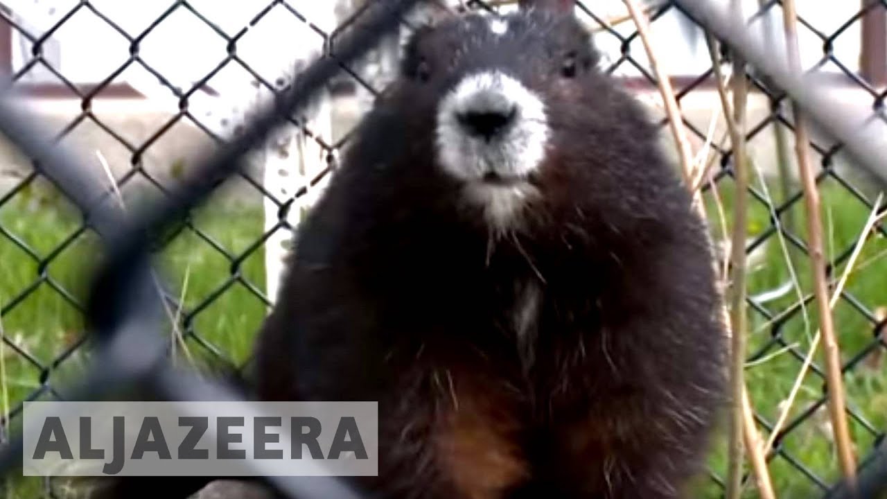 Toronto zoo breeds endangered animals