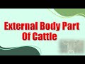 External Body Parts Of Cattle..,👈 Click on the link for the full video.