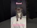 Bond 🐾 Tiny Rescue Kitten with a Big Personality #kitten #kittens #rescue #foster #adoptdontshop
