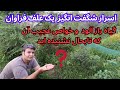 از شمردن انواع خواص ان شگفت زده میشوید و شناختن ان میتواند بهتر اتفاق زندگی شما باشد از شمردن انواع خواص ان شگفت زده میشوید و شناختن ان میتواند بهتر اتفاق زندگی شما باشد