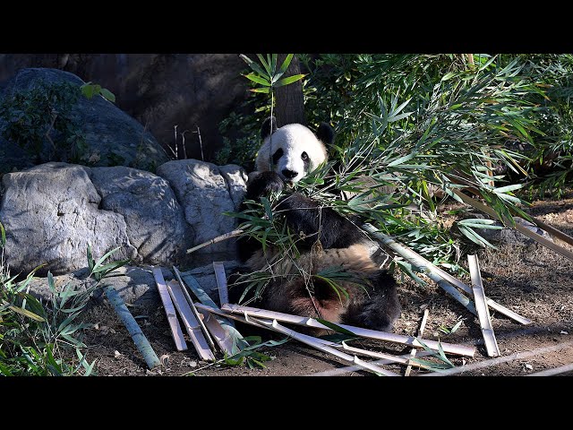 2024.12.22 今日のパンダ（3723日目）[8K] - YouTube