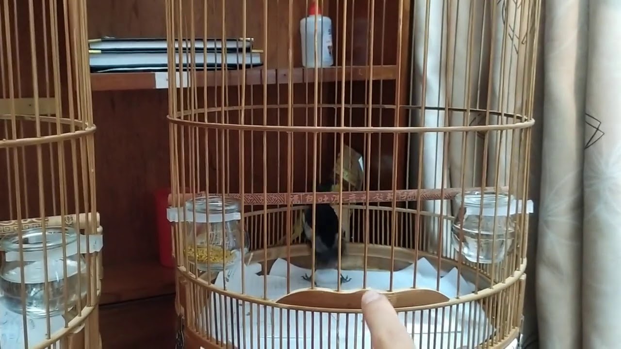 Cách thuần chim choè than. Tập 6. Cara murni burung kacer gacor