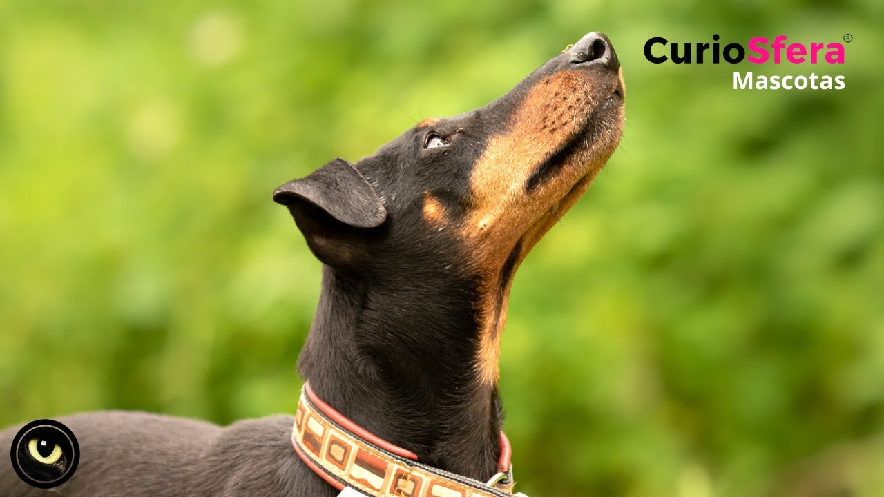 Raza Manchester Terrier 🐕