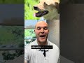 Bears vs. Man's Best Friend