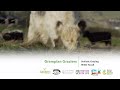 Regenerative grazing with nikki yoxall grampian graziers