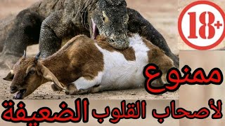 عندما يغضب تنين الكومودو.....مشهد لا يصدق | أفترس الغزاله وجنينها وهي حية| komodo VS Deer