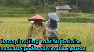 suasana pedesaan di musim panen,di iringi kacapi suling