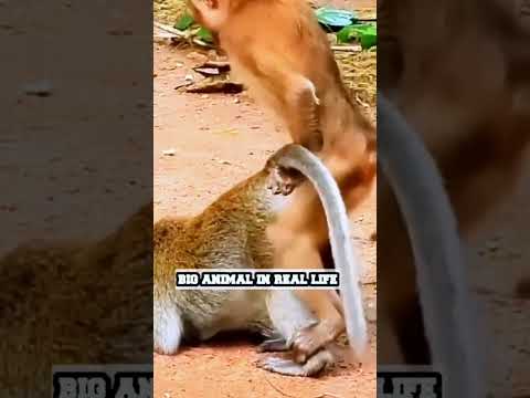 Monkey  MATING-bandar funny playing  - PLAYING Videos Compilation-ANIMALS & PETS WORLD😍🤣