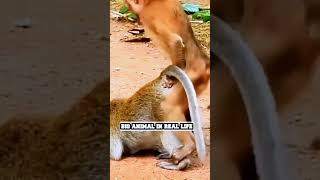 Monkey Mating-Bandar Funny Playing - Playing Videos Compilation-Animals Pets World