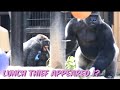 寝起き⁉︎嫁から食べ物を奪い取るモモタロウ‼︎⭐️ゴリラ Gorilla【京都市動物園】Lunch thief appeared ?Momotaro took food from his wife‼︎