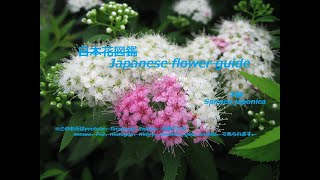 おしゃれな下野？！Fashionable Shimono? !!　下野（しもつけ ）Spiraea japonica　季節の花　日本花図鑑　Japanese flower guide