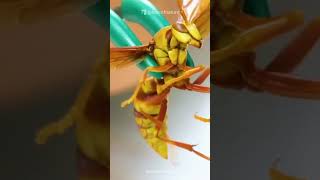 The Executioner Wasp | The King Of Sting   shorts nature shortsviral interestingfacts