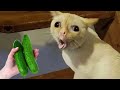 New funny animals 2023  funniest cats and dogss  part 4