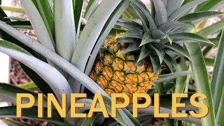 How to harvest and regrow a pineapple from a top