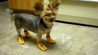 yorkie boots