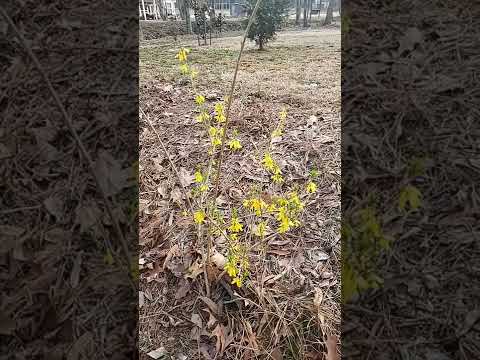 วีดีโอ: Witchgrass คืออะไร: เคล็ดลับในการควบคุมวัชพืช Witchgrass