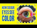 Your Brain Is Lying About Color