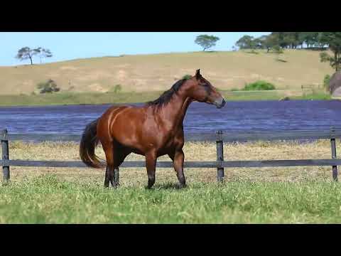 LOTE 37   UNIQUE LIDER FV