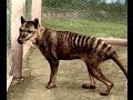 Tasmanian tiger/ Thylacine not extinct?