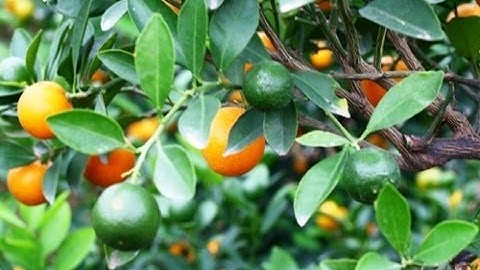 Quất cảnh Mễ Sở vào vụ