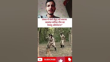 जंगल में फंसे तेंदुए को बचाया – जाबांज़ फॉरेस्ट टीम का रेस्क्यू ऑपरेशन! #viralvideo #wildliferescue
