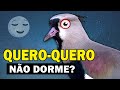 QUERO-QUERO ATACA PESSOAS? Não pousa em árvores? NÃO DORME? | CURIOSIDADES da AVE TETÉU ou TÉU-TÉU