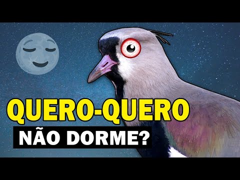 Vídeo: Não consegue ver um passarinho?