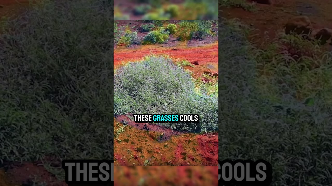 Turning Desert into Forest! 