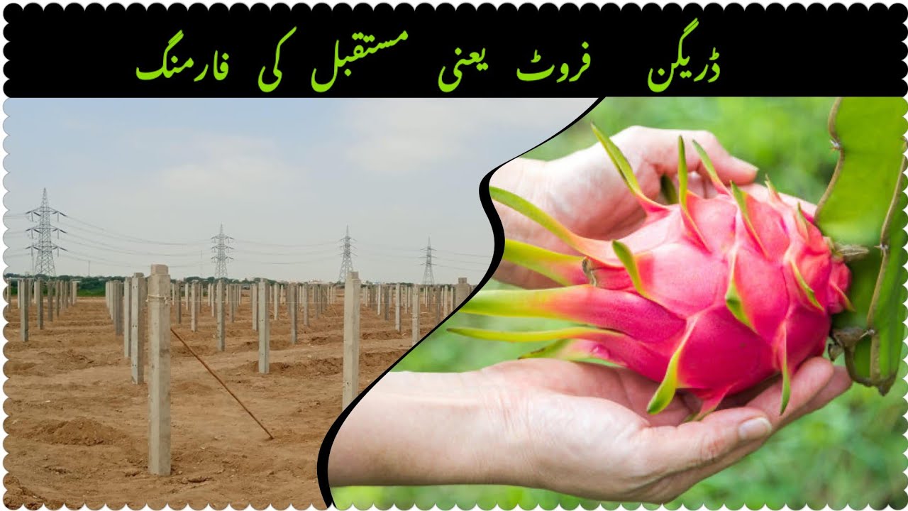 7th Commercial Dragon Fruit Farm By Number One Organics. |Dr. Asif|