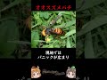 【逆特定外来生物】海外で暴れている日本の生き物3選 #shorts