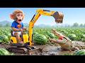 Monkey Nana Drives A JCB To Harvest Watermelons But A Ferocious Crocodile Suddenly Attacks