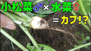 小松菜と水菜を受粉してみたら、カブみたいなのが出来ました