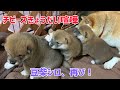 柴犬子犬チビーズのきょうだい喧嘩が面白すぎる!豆柴シロ特別出演