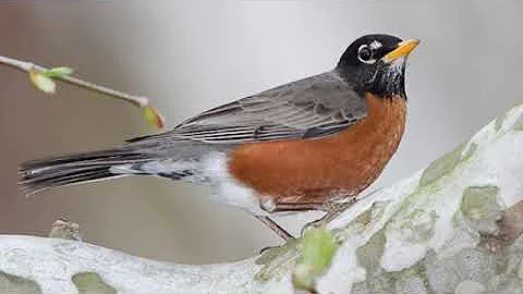 American Robin Bird Sound, 40min Bird Song, Bird Call, Bird Calling, Chirps, Lissen Birds Chirping