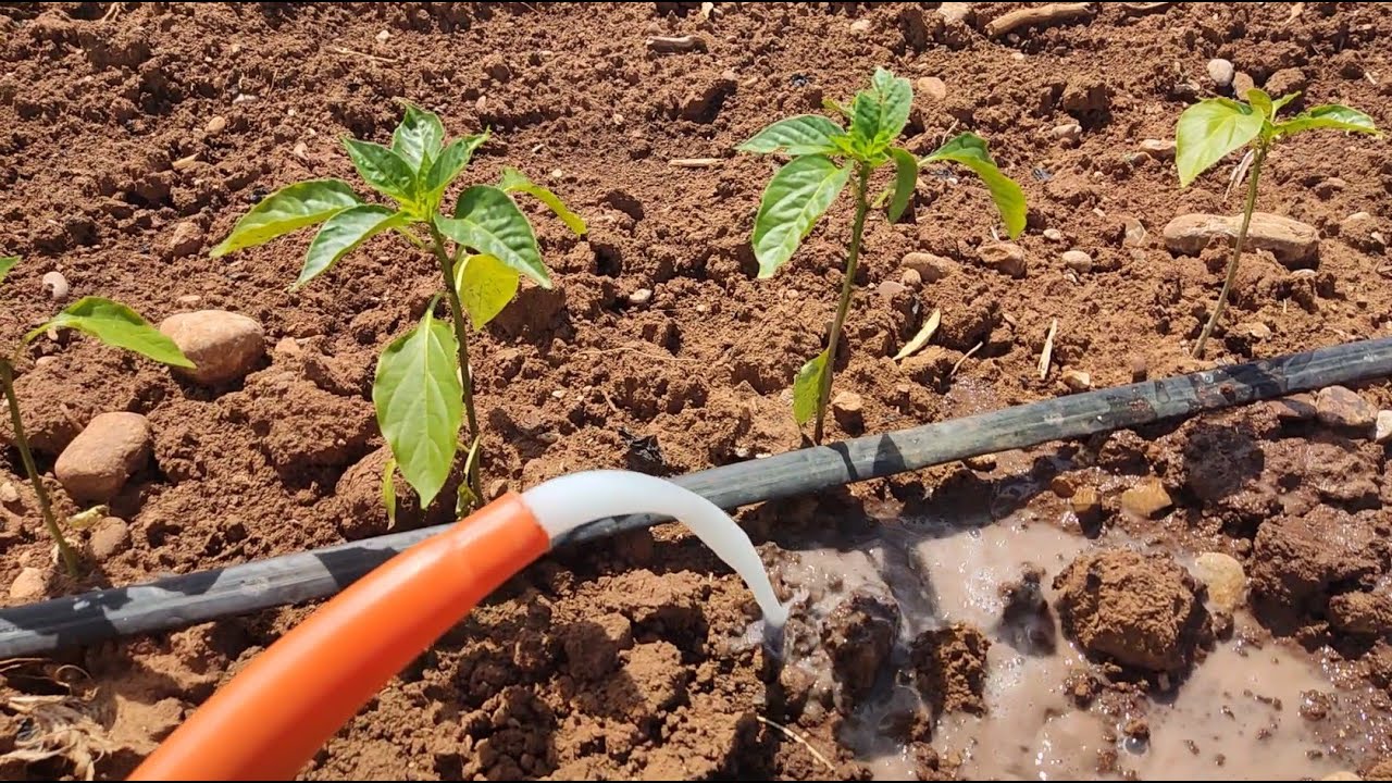 Pomozite paprikama da rastu bolje – evo jednostavnog trika