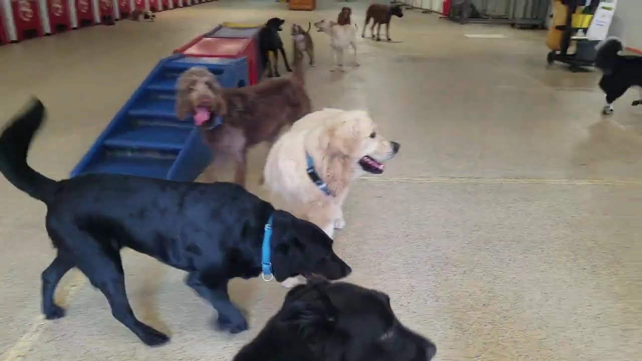Playtime at Dogs On The Farm & Cats Too!